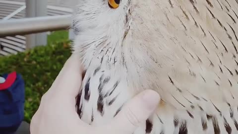 SMART OWL LIKE MESSAGE ☺️🐕|| VERY HAPPY AMAZING VIDEO