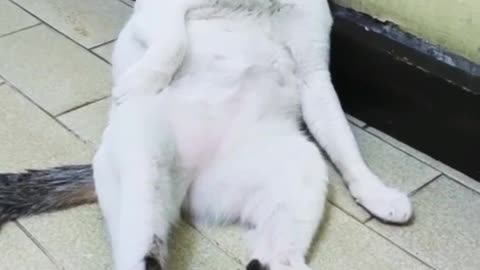 FUNNY CAT SITTING POSTURE