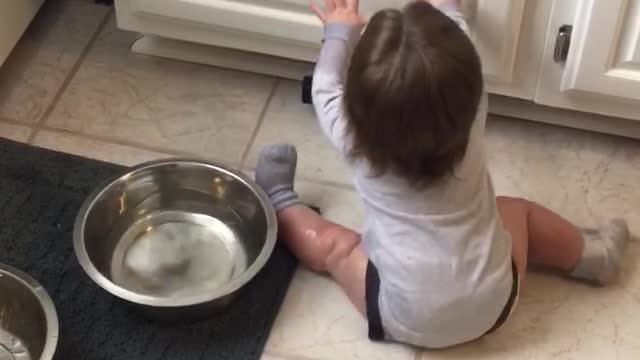 Baby drinking dogs water