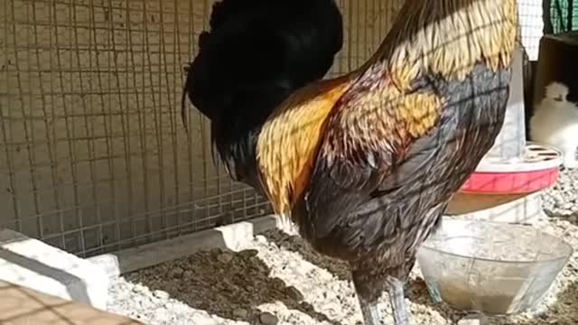 Funny rooster