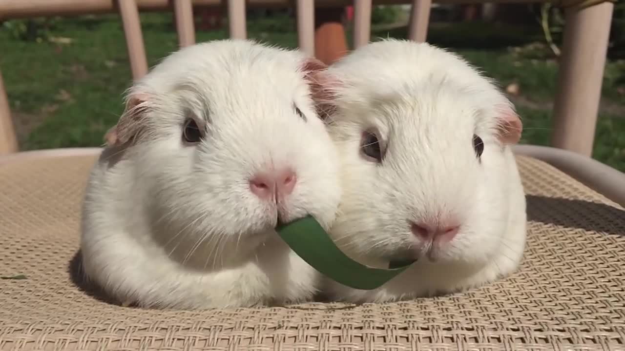 Guinea Pigs Play Tug-of War With Blade of Grass