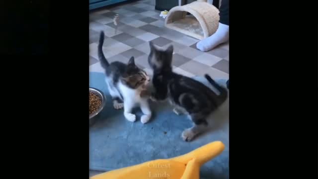 Adult Cat Funny Moment catch on camera