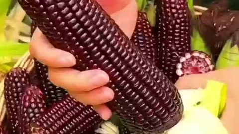 Red corn