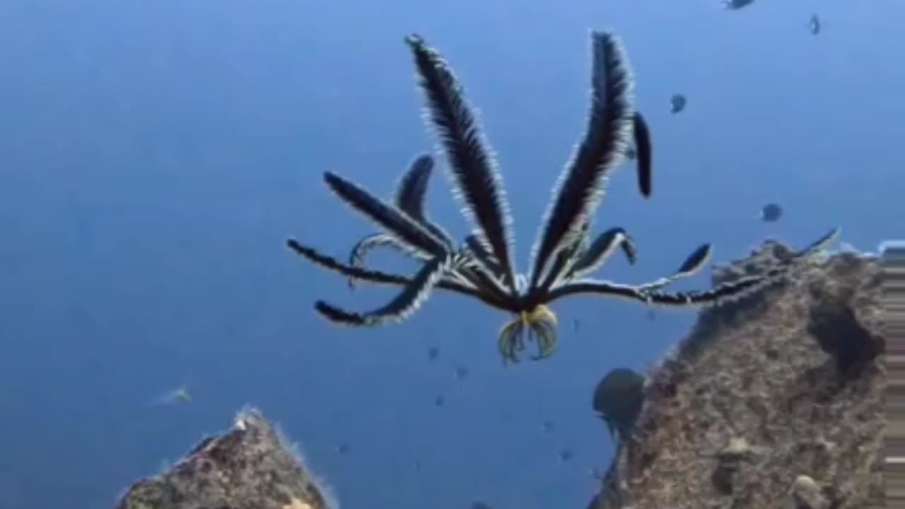 Feather Starfish