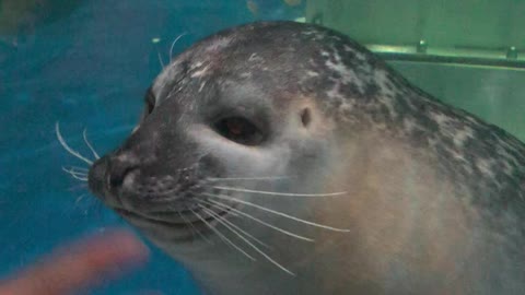 Too cute seal, stay for a while