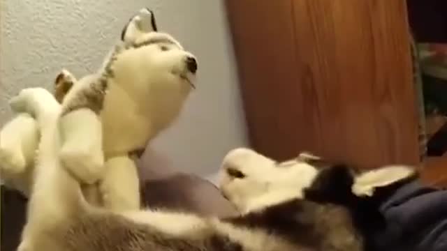 Dog playing with dog toy🐶