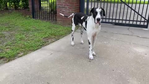 Great Dane relaxes elegantly while looking for a newspaper