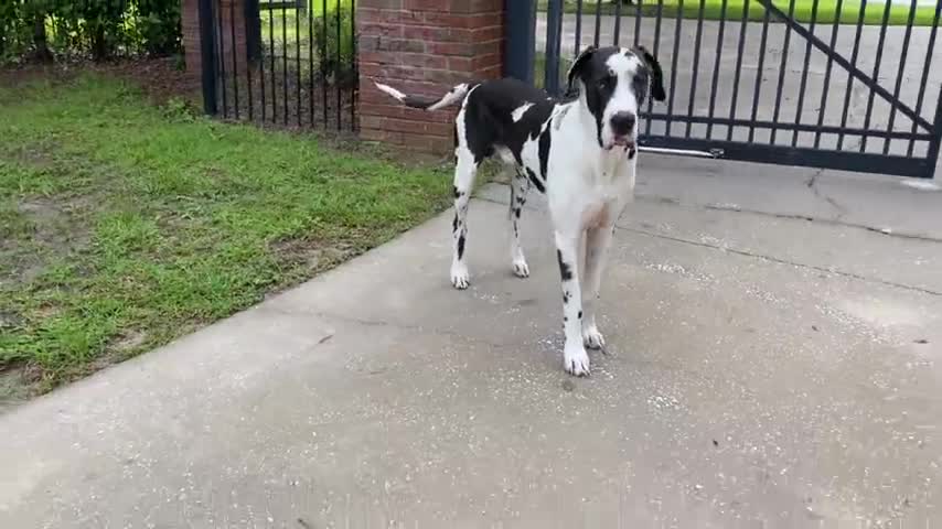 Great Dane relaxes elegantly while looking for a newspaper