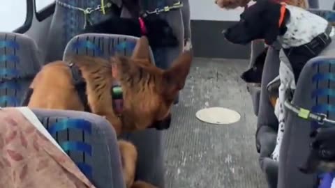Doggie Day Care Bus