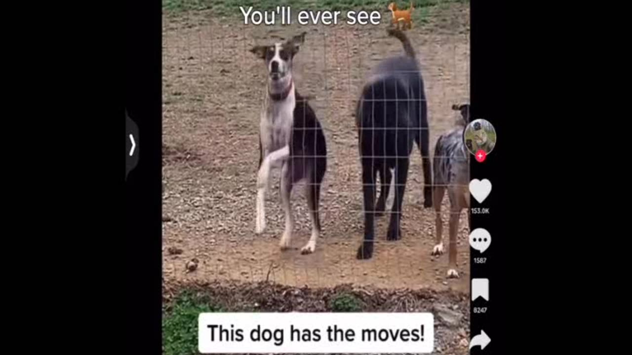 Funny Dogs