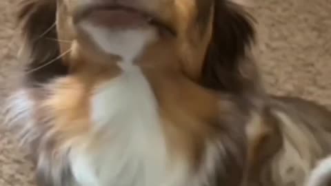 The Aussie🤪 Smile