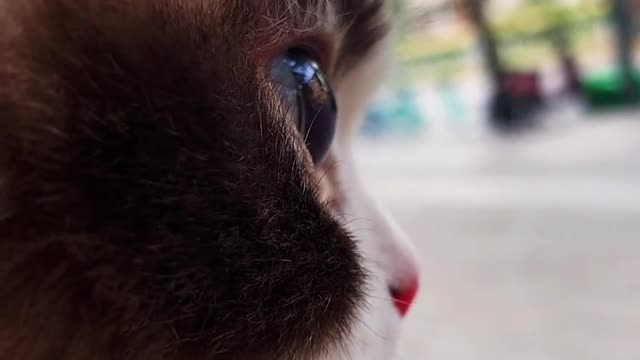 Cutest Cats Ever! Cute Funny Playful Beautiful Kitty Cats (Part 9) | #shorts #cats