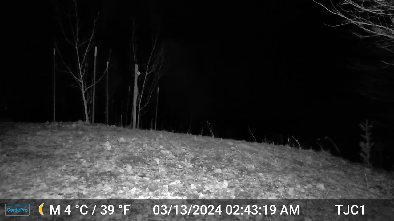 Curious Raccoon