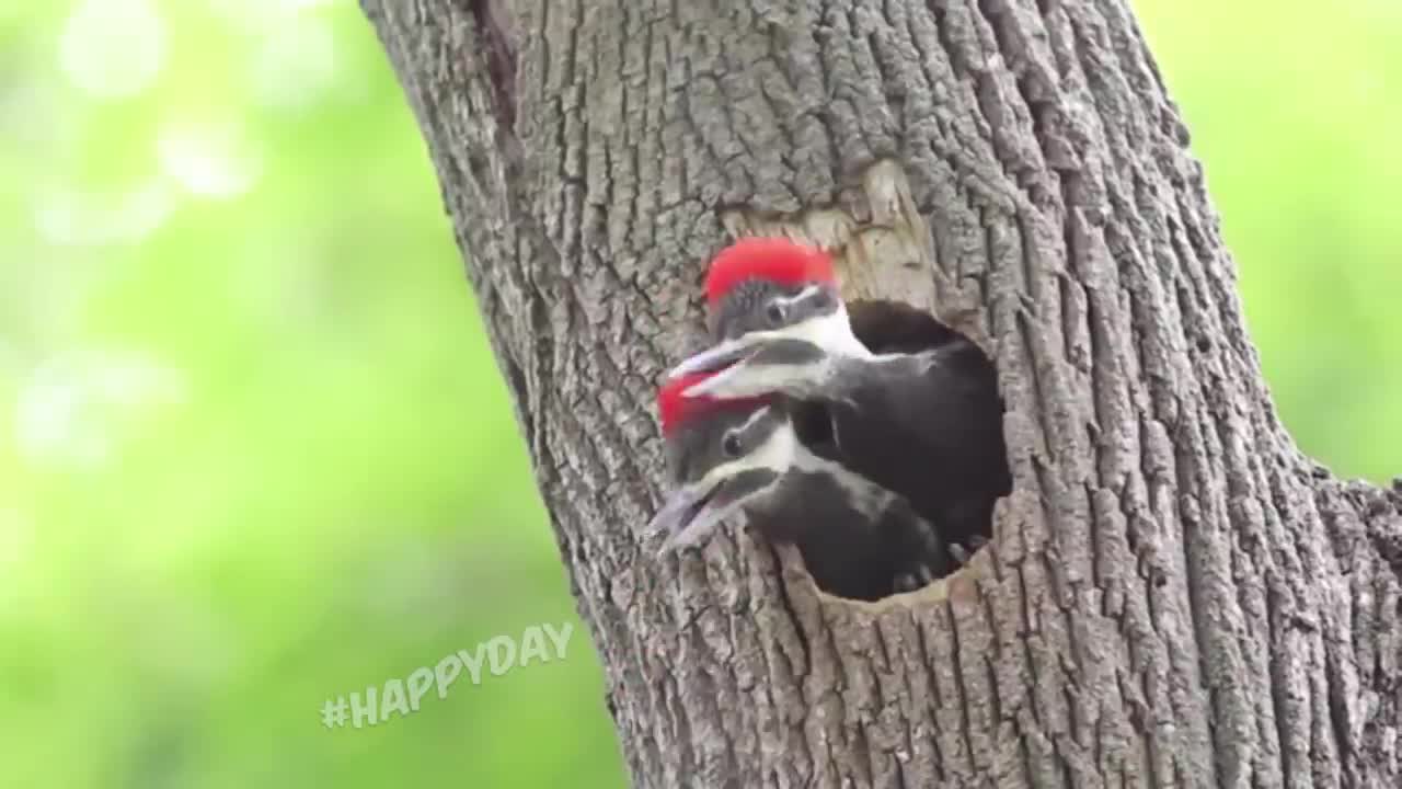 Singing woodpeckers