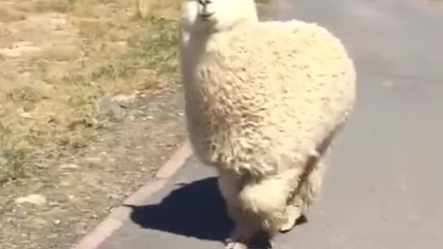So cute animals in my video