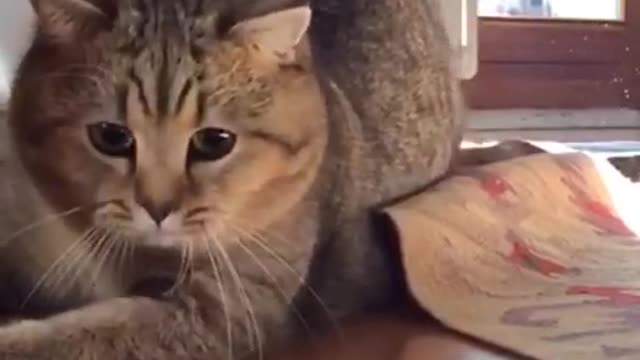 Brown cat trying to catch ball of light in slow motion
