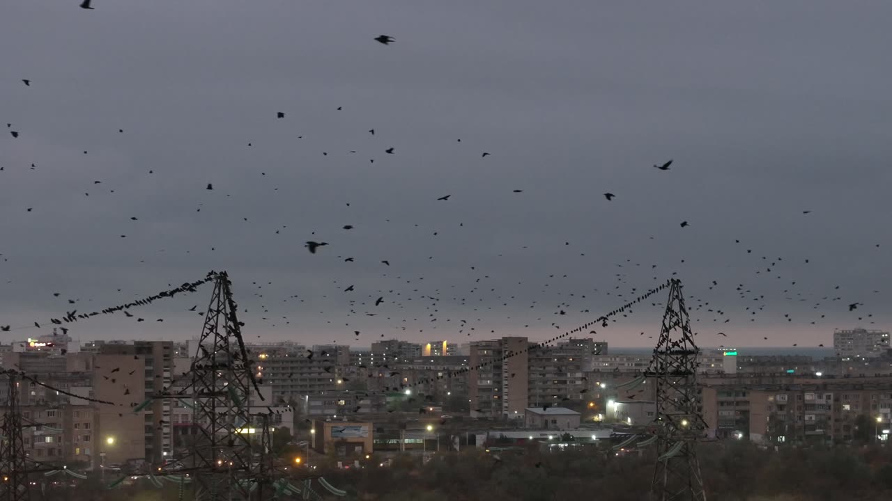 Birds Swarm Over Aktau