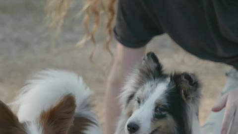 Woman Playing with Two Pet Dogs 2021