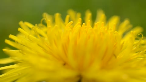 Tiny bugs on a Dandelion