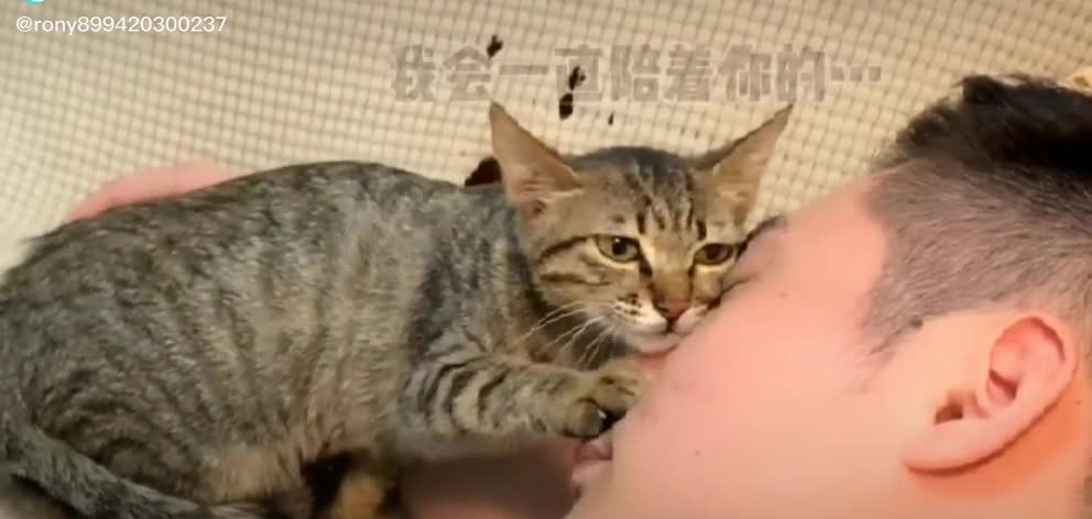 Love cats| Even if everyone leaves, they never leave❣️