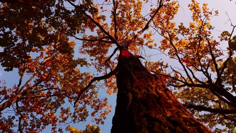 Captivating Aerial View of Autumn Leaves