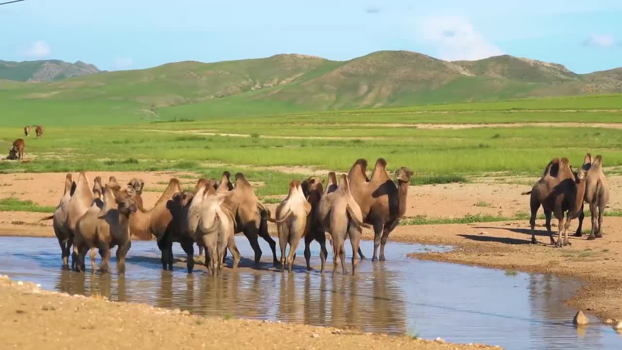 African Animals 4K - Explore The World Of Wildlife On The Grasslands Of Africa- Relaxing Piano Music