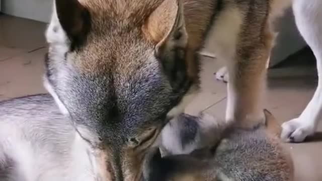 Husky children do wrong, husky mother will teach it, so what about people