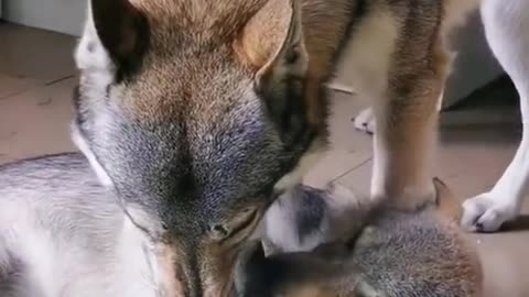 Husky children do wrong, husky mother will teach it, so what about people