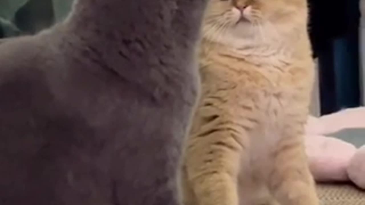 Beautiful cat 🐈 trending video