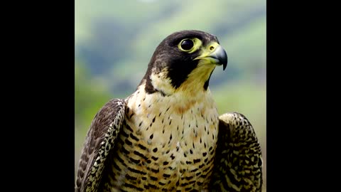 Hawk gets dive-bombed by much smaller bird