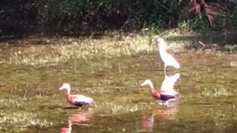 Eva’s and ducks together