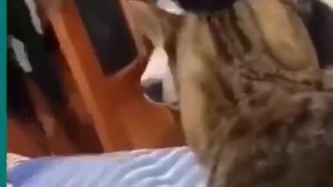 funny cat video