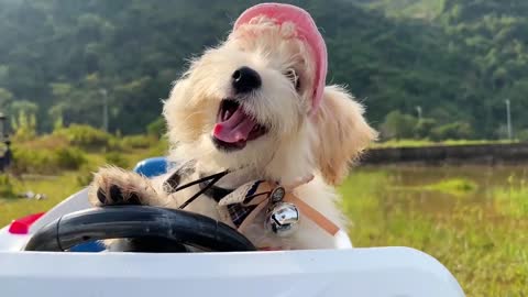 baby monkey animal bi bi Bim Bim takes ducklings to go fishing baby shark