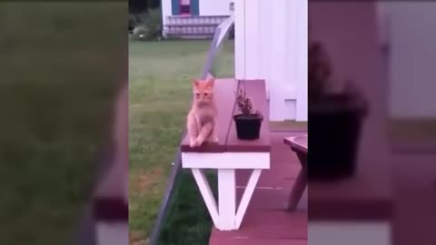 vamos rir kkkkkkkkkkkkkk Gatos engraçados 2021