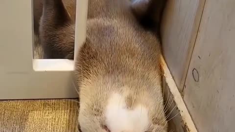 Susmar's funny dream