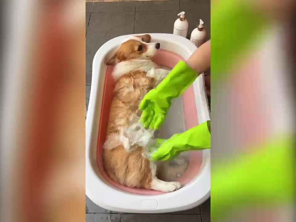 Chubby corgi taking a shower