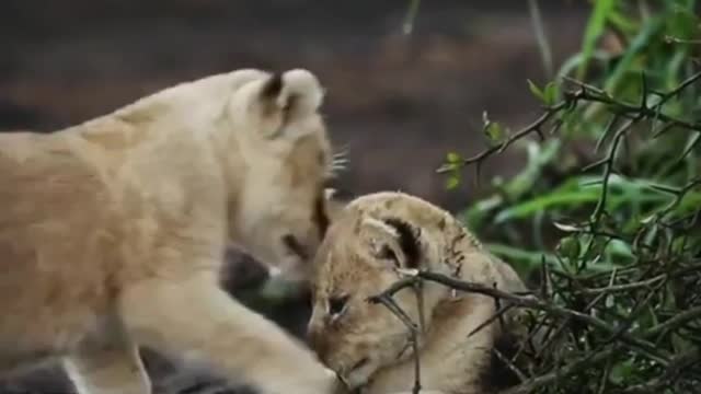 Two lion baby playing