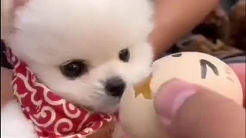 Baby Dogs Cute and Funny Dog Videos Puppy Dogs