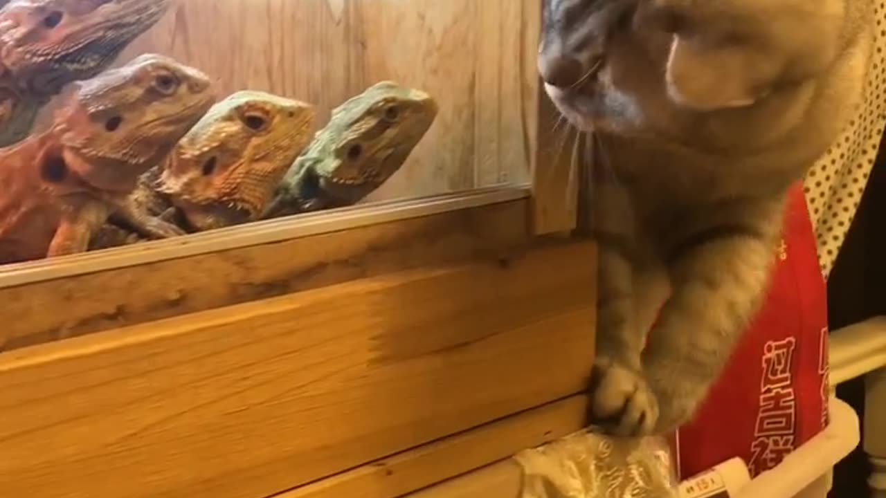 Dangerous Cat