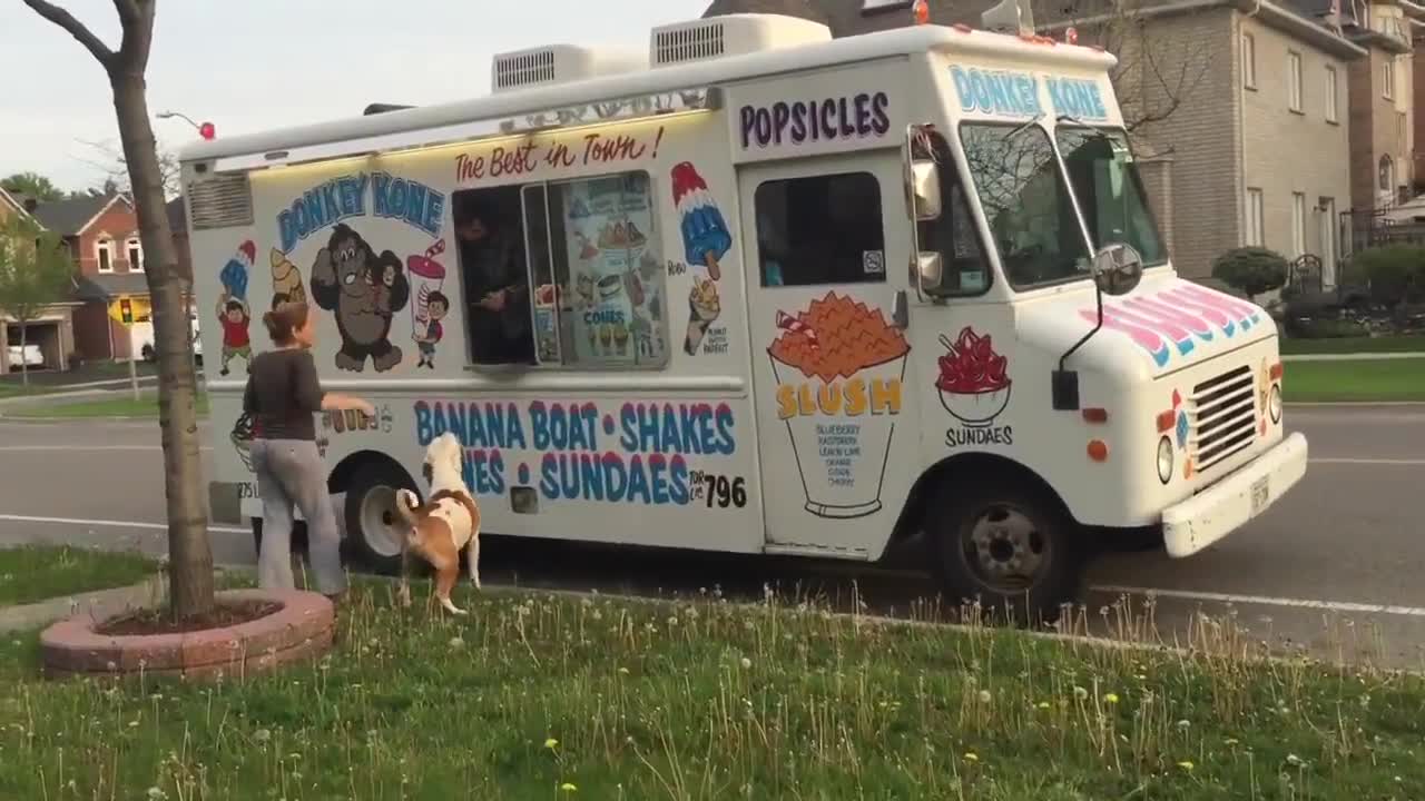 Pit Bull patiently waits in line for ice cream