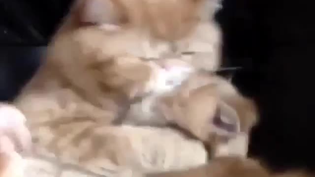 Funny and Cute Cat Videos #295