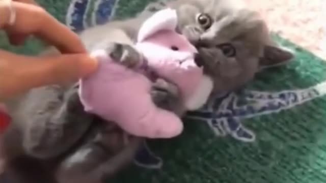 Kitten fighting with Teddy bear (BRITISH SHORTHAIR)