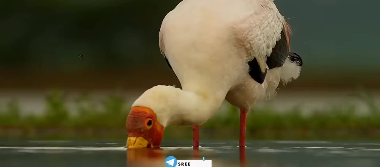 All animals wild vedio 2021..