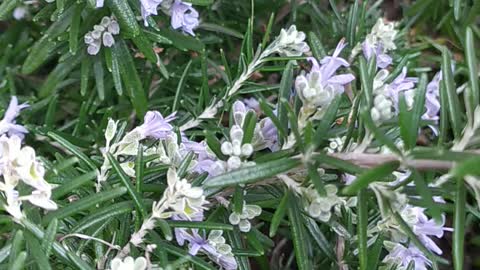 Little bumblebee on rosemary plant