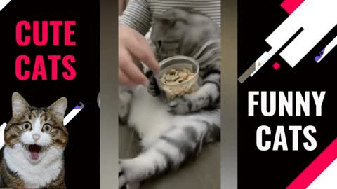 Cute and Funny Cat Videos to Keep You Smiling! #1