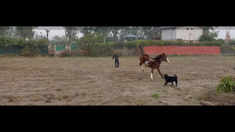 Horse training video