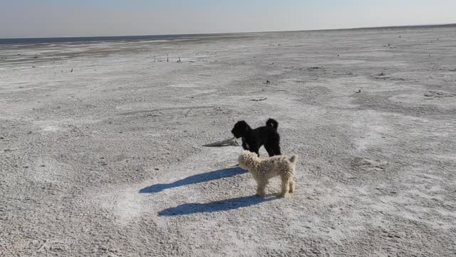 mis perritos en la playa