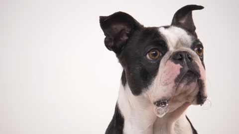 French bulldog eating a treat in slow motion