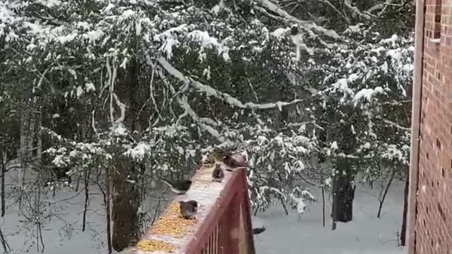 Snowbirds feeding