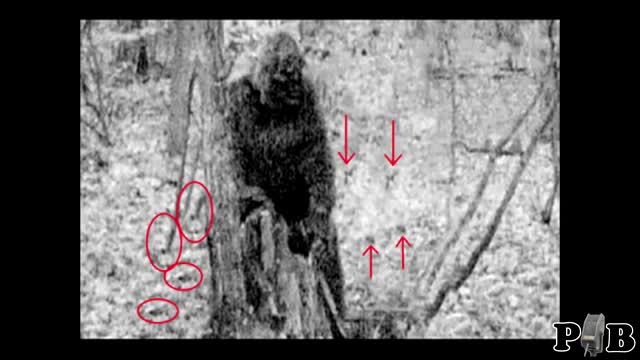 The Greenbriar Bigfoot Photo